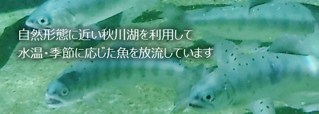 自然形態に近い秋川湖を利用して水温・季節に応じた魚を放流しています