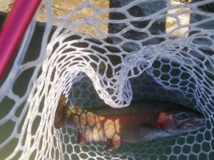 12月3日 （火） あきる野市 管釣り天国さん