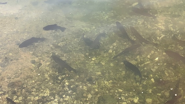 10/25（水）秋川湖の状況