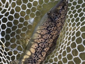 1月4日（木）あきる野市 ⭐︎生牡蠣ゆい⭐︎さん