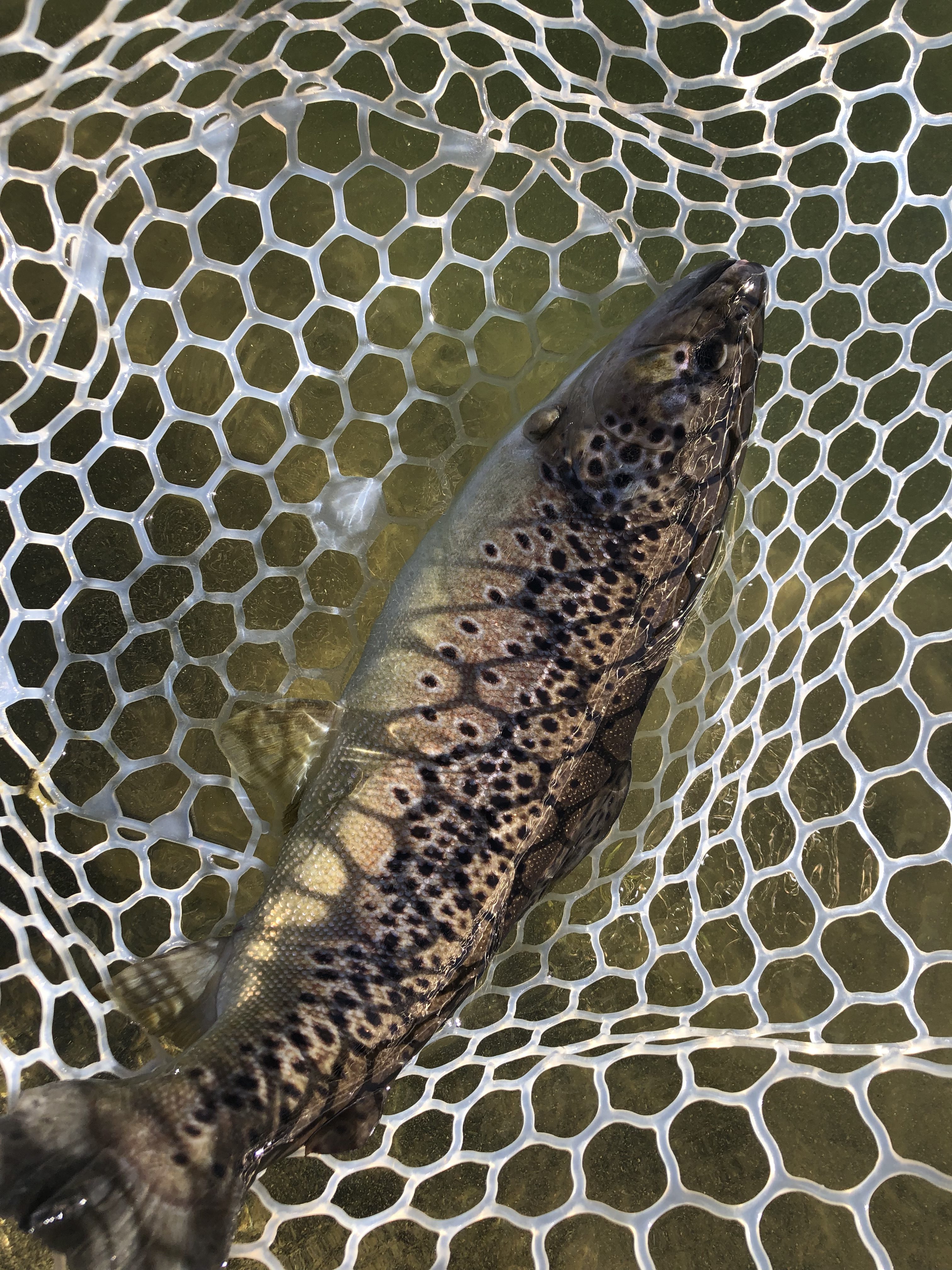 1月4日（木）あきる野市 ⭐︎生牡蠣ゆい⭐︎さん