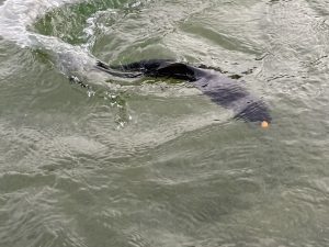 ２月7日（水）八王子市　トシキさん