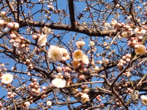 2月23日（金）三鷹市　くにザイルさん