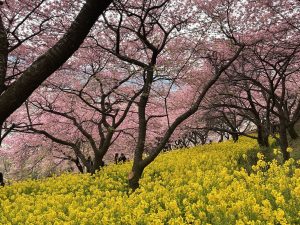 3月11日（月）三鷹市　くにザイルさん