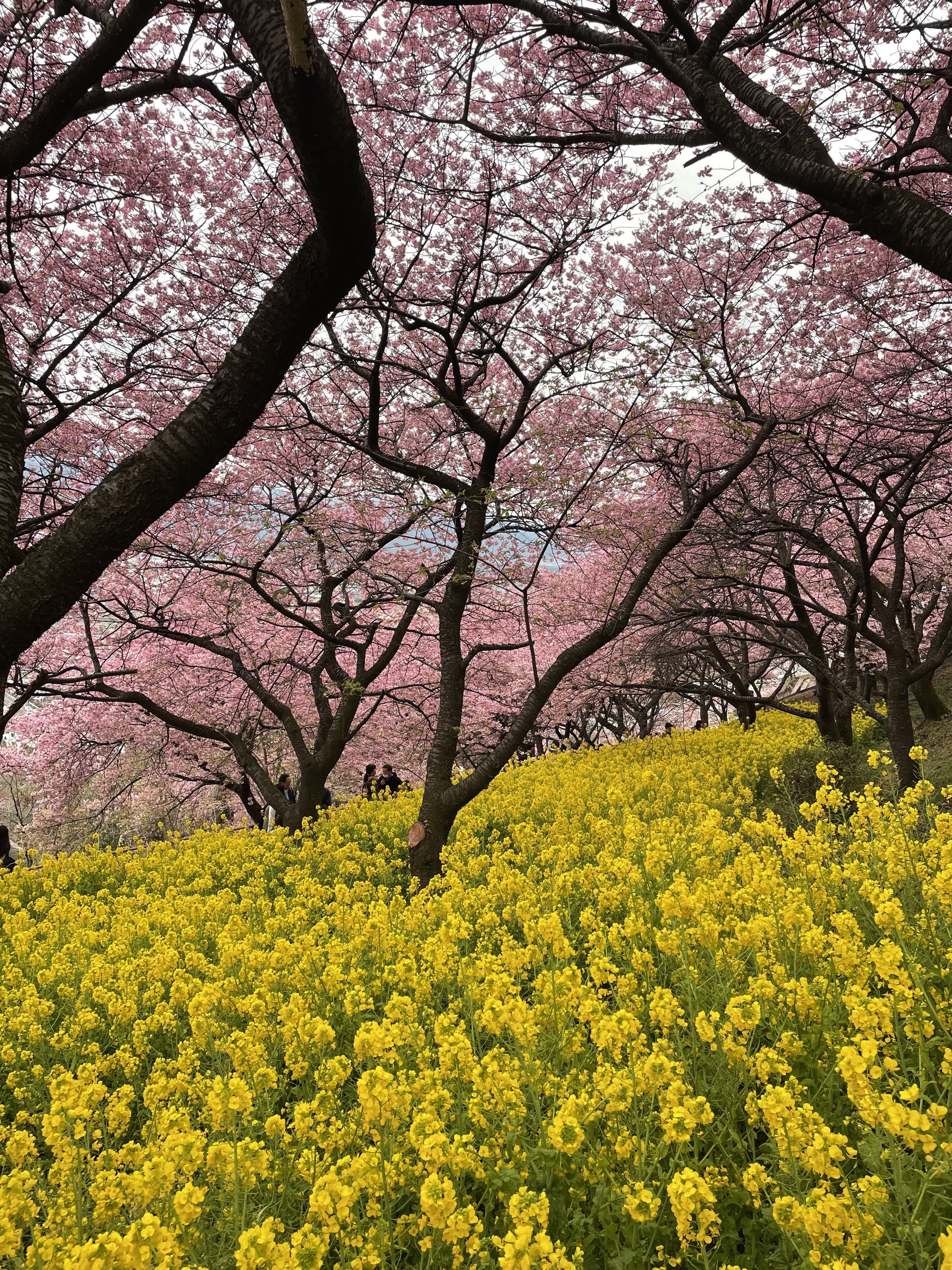 3月11日（月）三鷹市　くにザイルさん