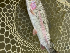 3月8日（金）浦安市 ケビンさん