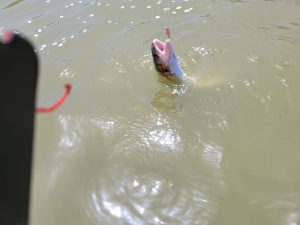 4月14日（日）八王子市　うすいのりよしさん