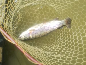 4月15日（月）狭山市 Getyさん