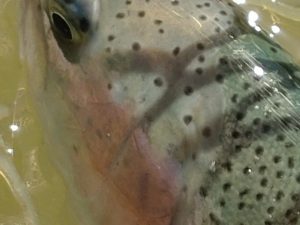 4月16日（火）福生市 Mさん