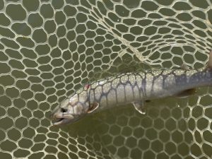 4月10日（水）青梅市　サクラマスさん