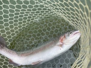 5月6日（月）青梅市 サクラマスさん