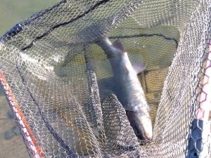 12月8日（日）あきる野市　管釣り天国さん