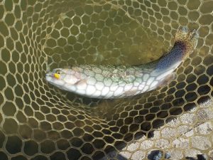 3月9日（日）八王子市　平山さん