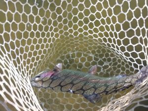3月21日（金）あきる野市　管釣り天国さん