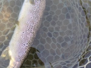 5月4日(日)　狭山市　GRB55さん