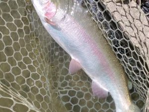 5月5日（月）入間市　まもなく鮎釣りさん