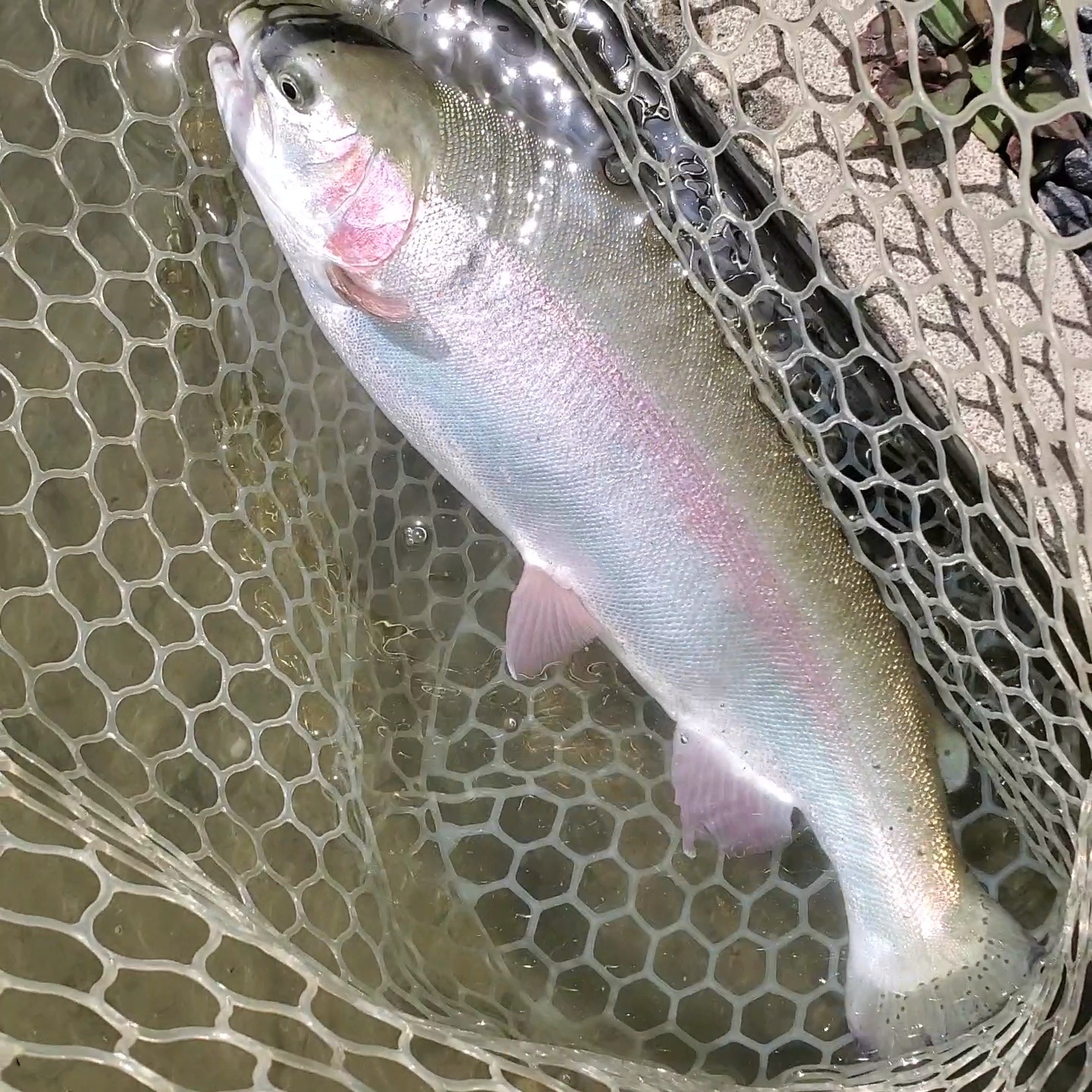 5月5日（月）入間市　まもなく鮎釣りさん