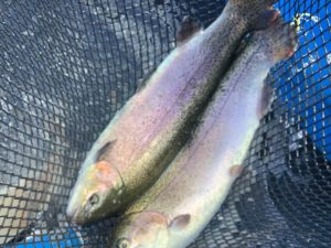 10月27日（月）　秋川湖の状況