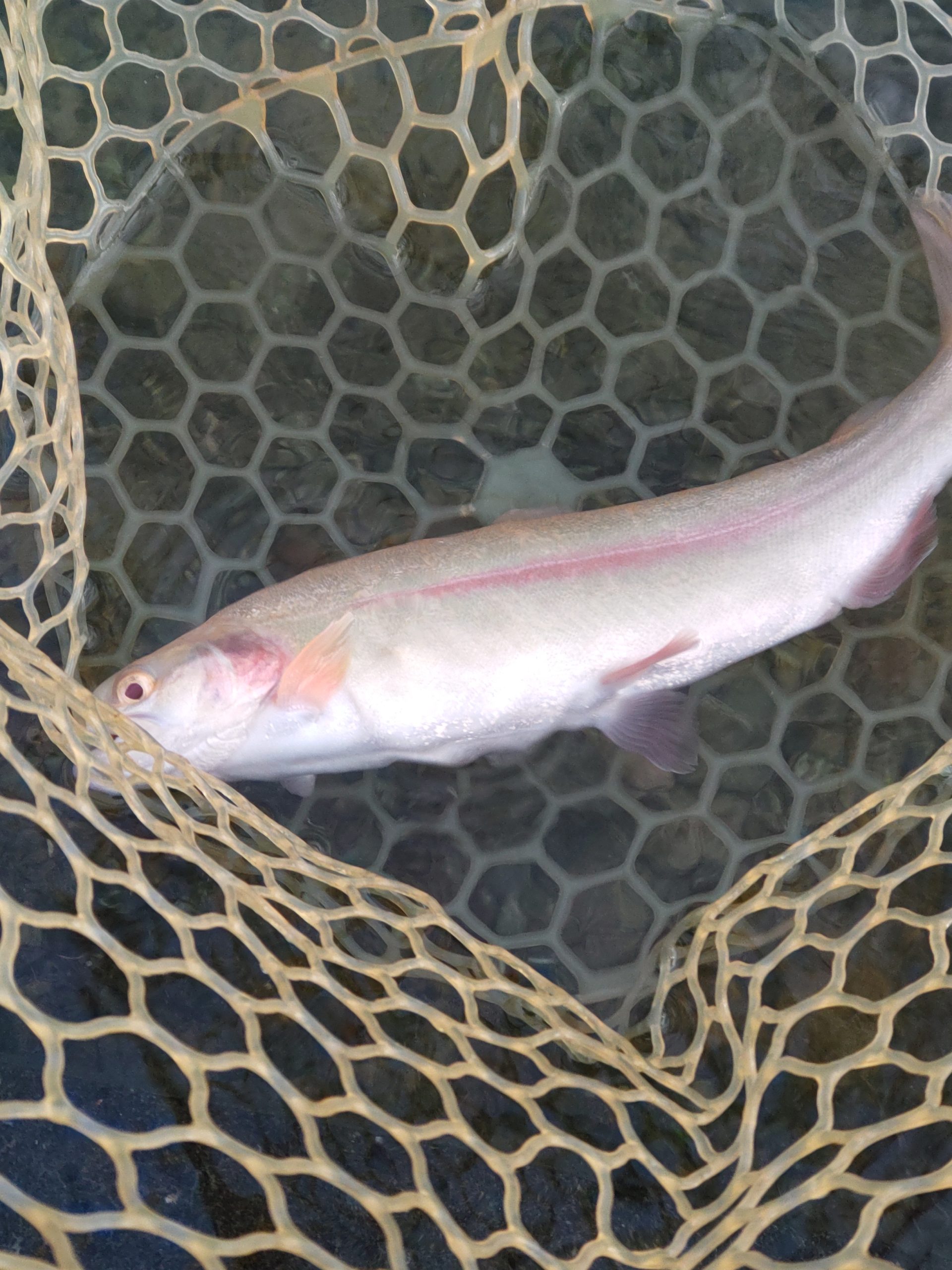 10月31日（金）和光市　かんたさん