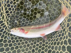 10月31日（金）　あきる野市　チャッピーさん