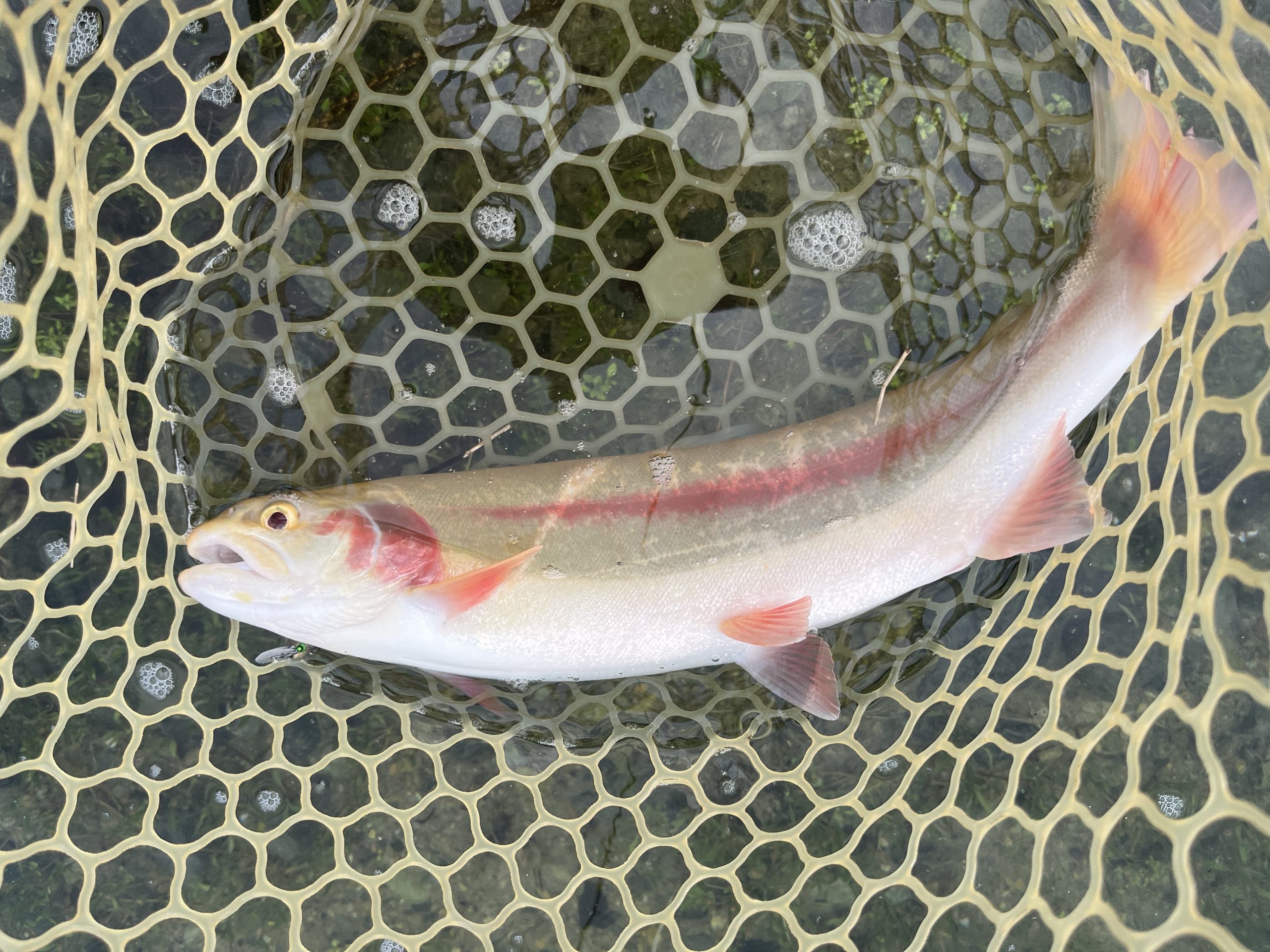 10月31日（金）　あきる野市　チャッピーさん