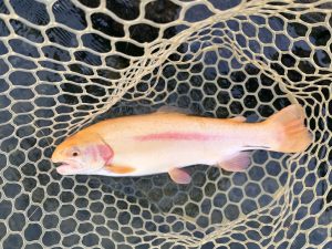 10月31日（金）和光市　柳下さん