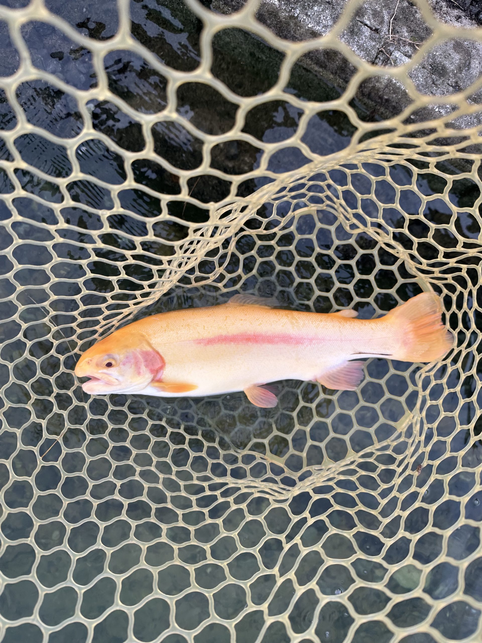 10月31日（金）和光市　柳下さん