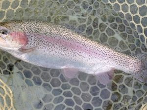 10月31日（金）入間市　鮎釣り終わりさん