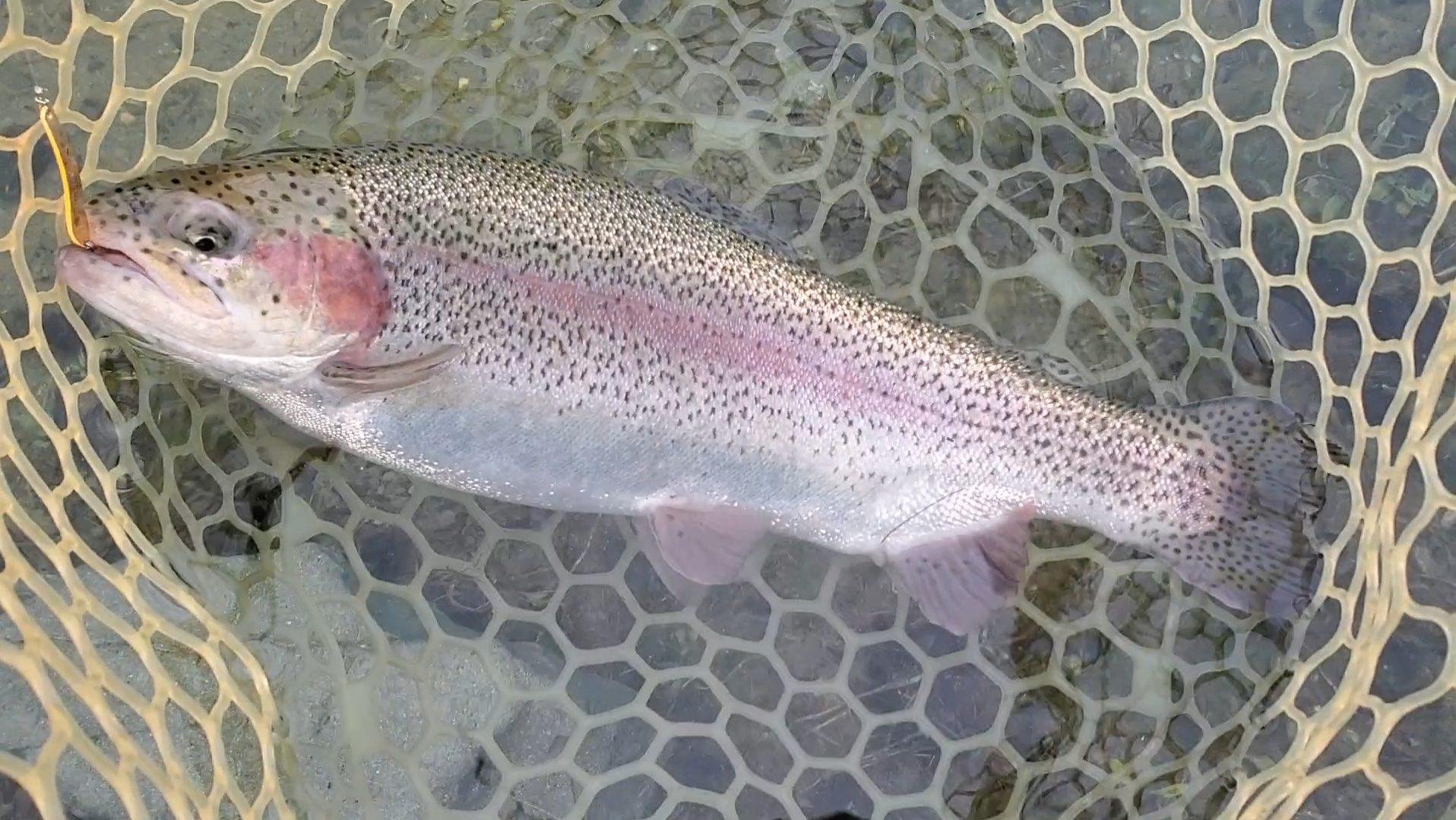 10月31日(金)入間市 鮎釣り終わりさん