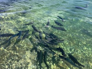 10月28日(火)　秋川湖放流情報