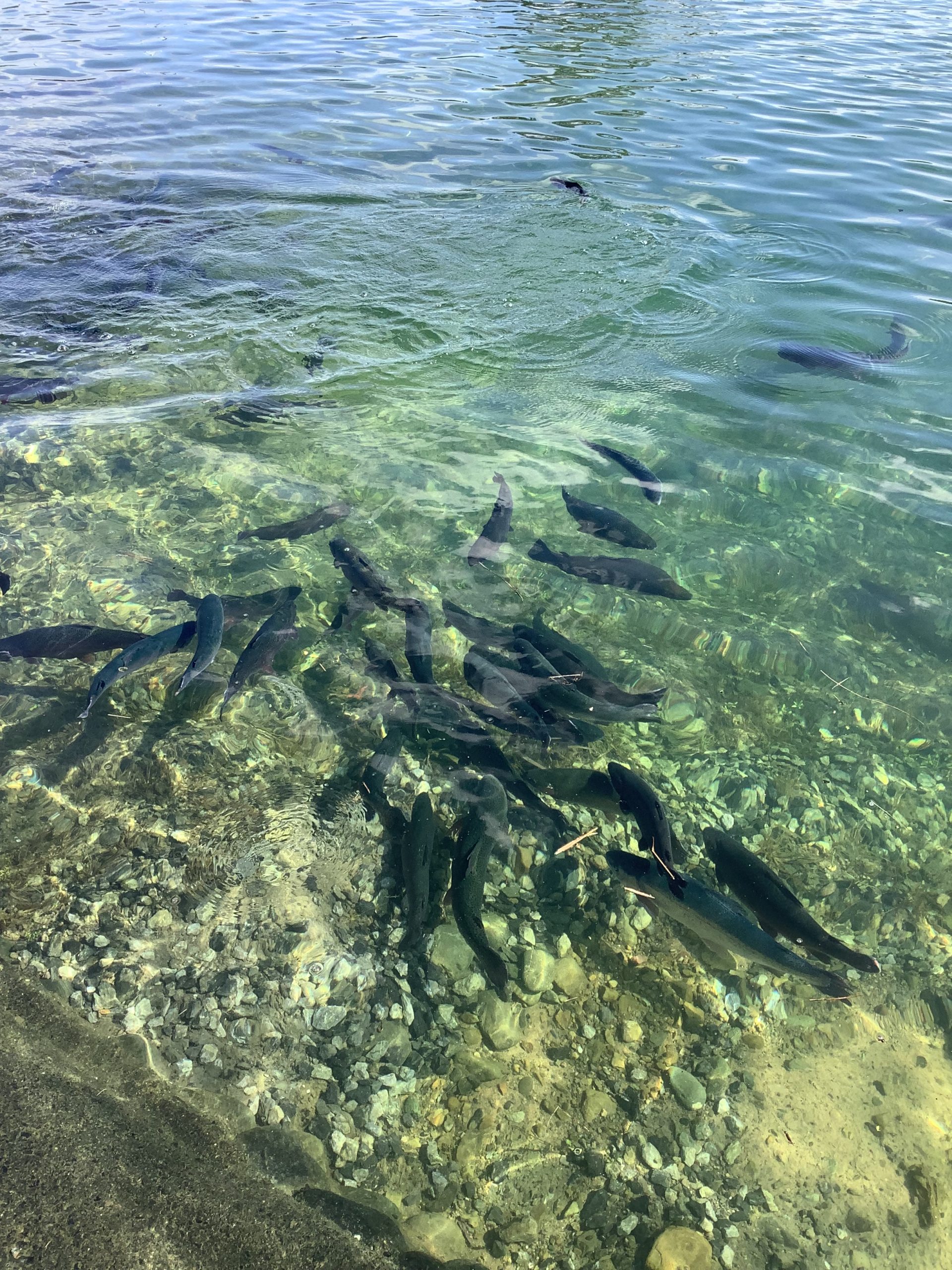 10月28日(火)　秋川湖放流情報
