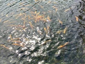 １０月２４日（金）　秋川湖の状況