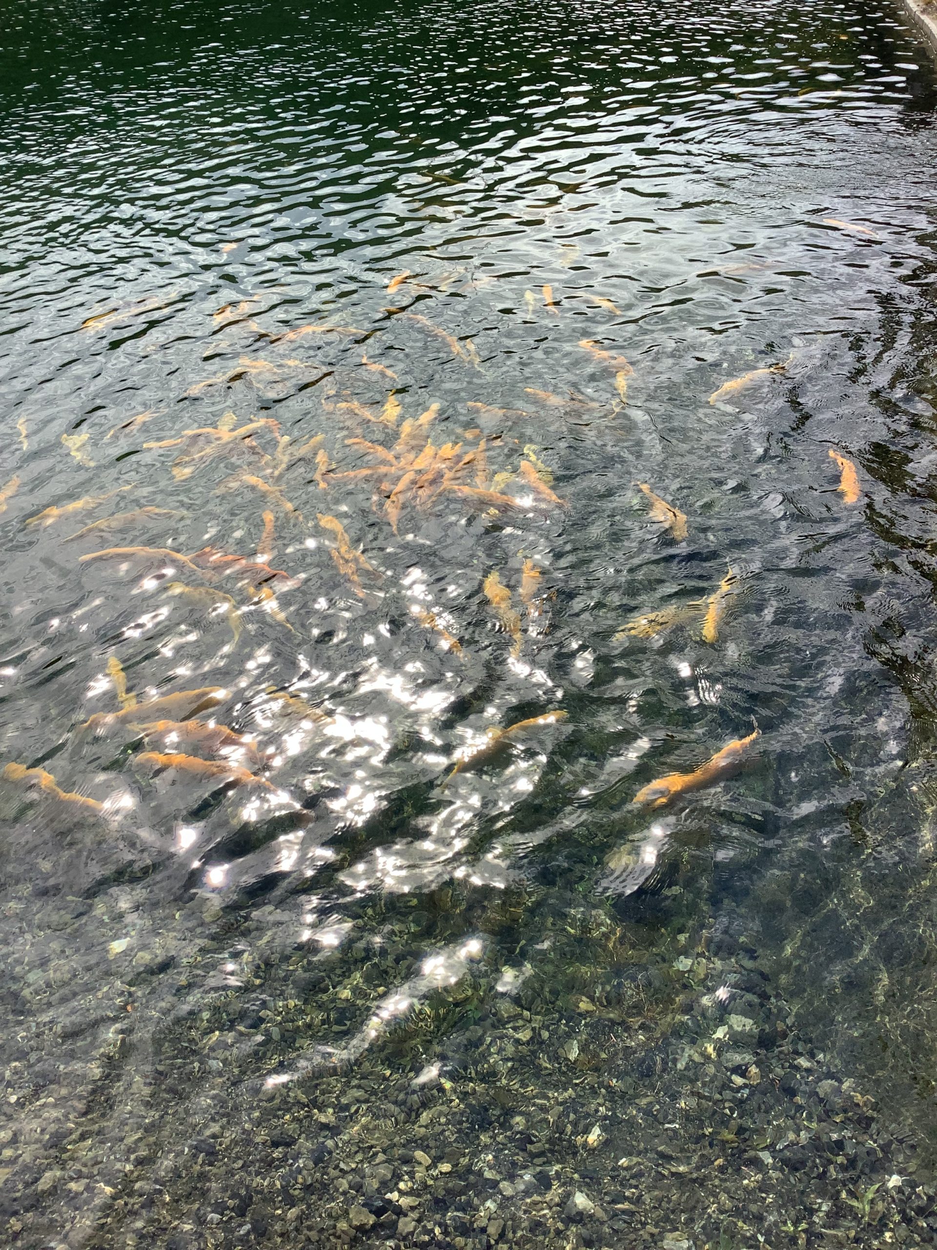 １０月２４日（金）　秋川湖の状況