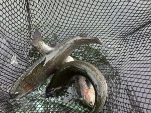 11月2日（日）　放流情報