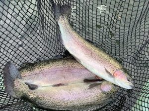 11月3日（月）放流情報