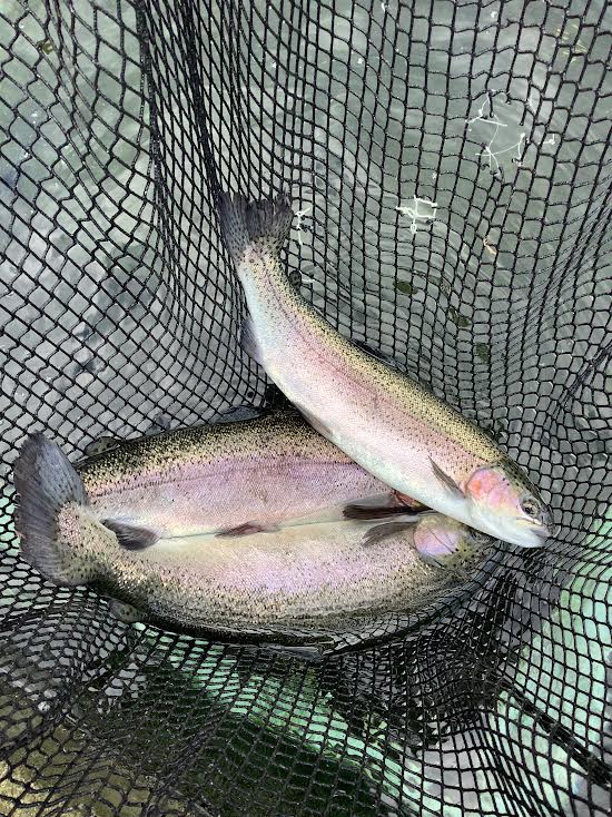 11月3日（月）放流情報