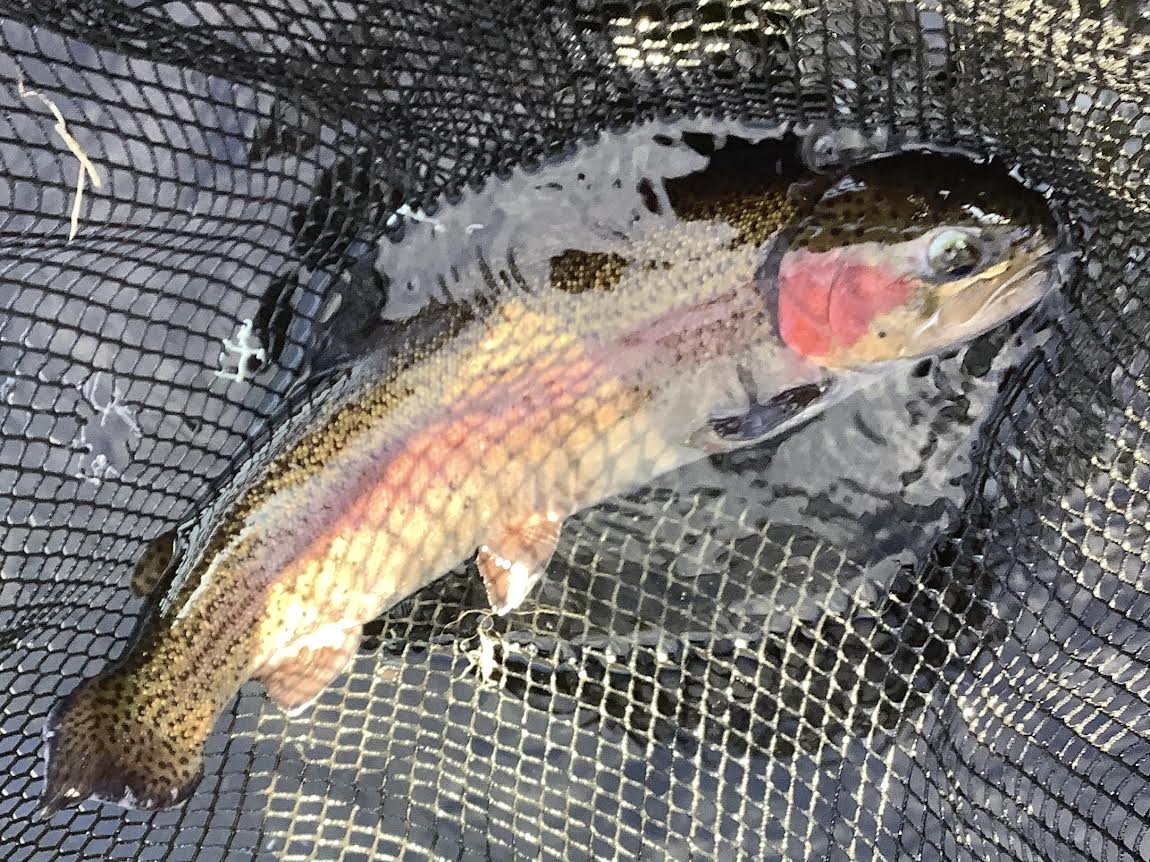 11月15日（土）放流情報