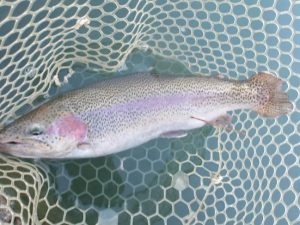 11月29日（土）　kazu53さん