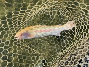 11月26日（水）坂戸市　タロヤンさん