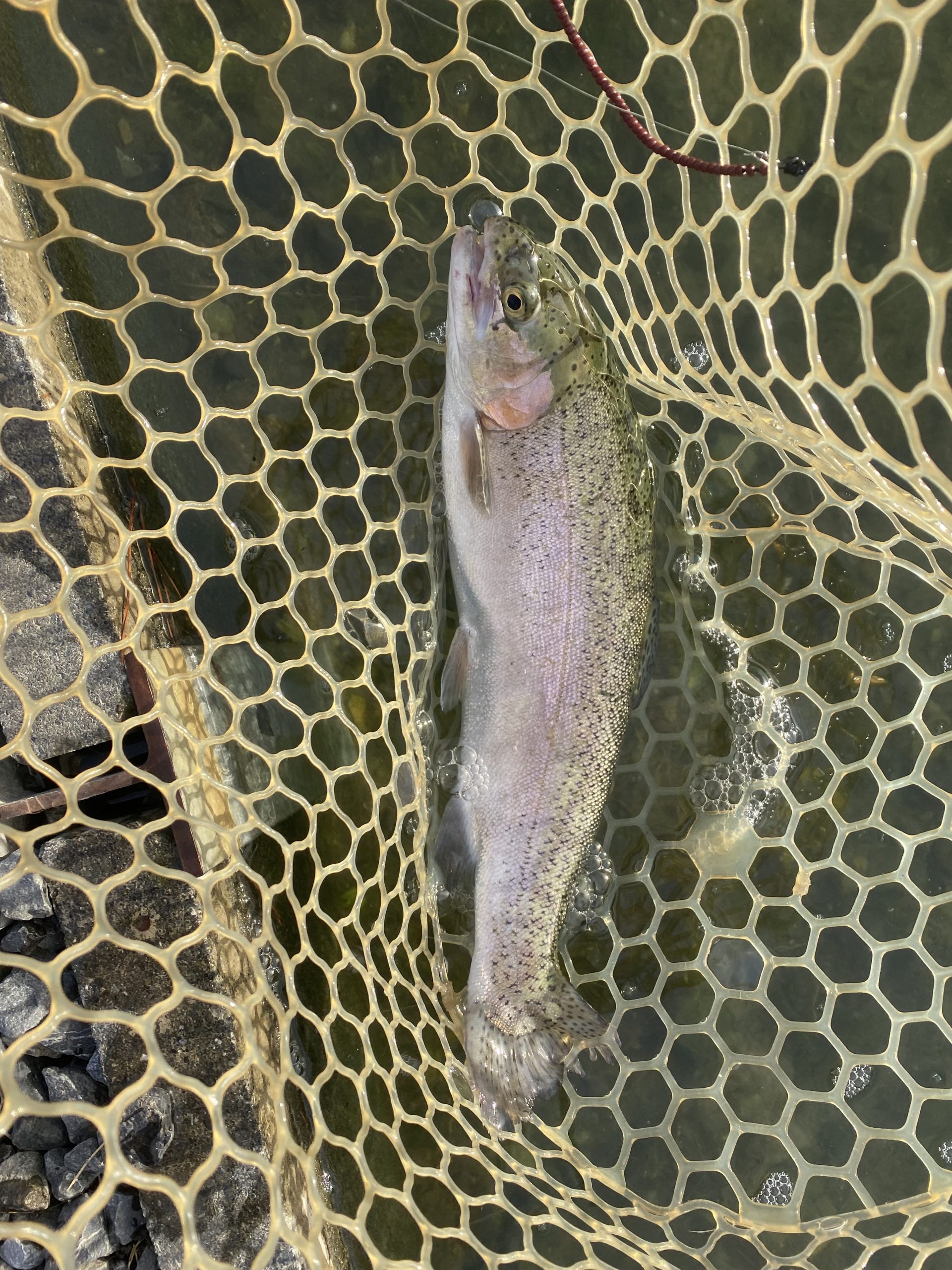 11月4日(火)　タロヤンさん