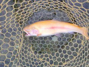 10月31日(金)　八王子市　ウスイさん