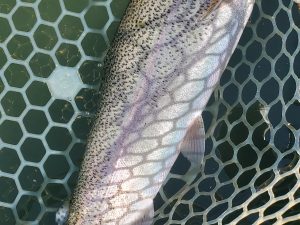 11月7日（金）入間市　鮎釣り終わりさん