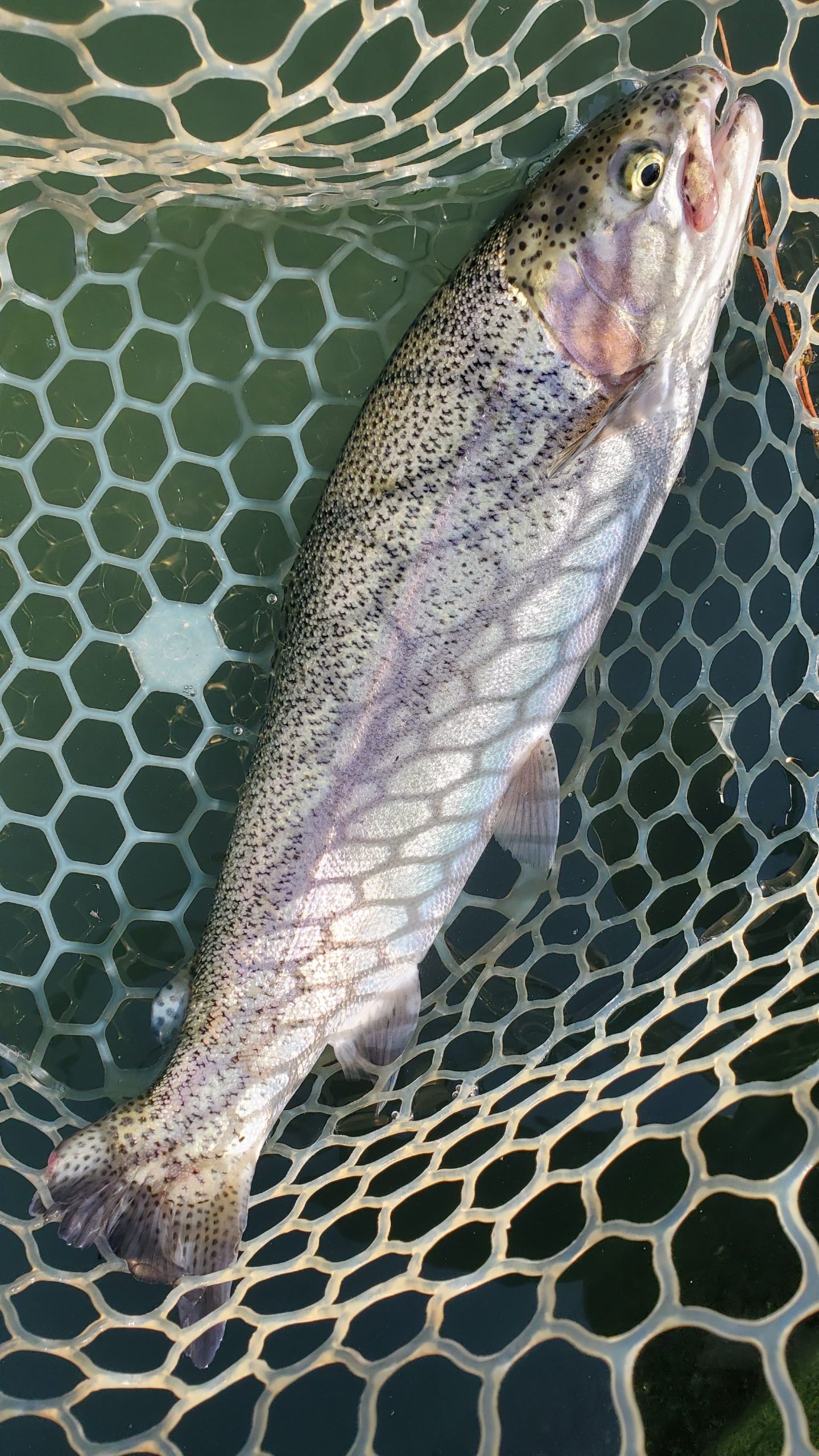 11月7日(金) 入間市 鮎釣り終わりさん