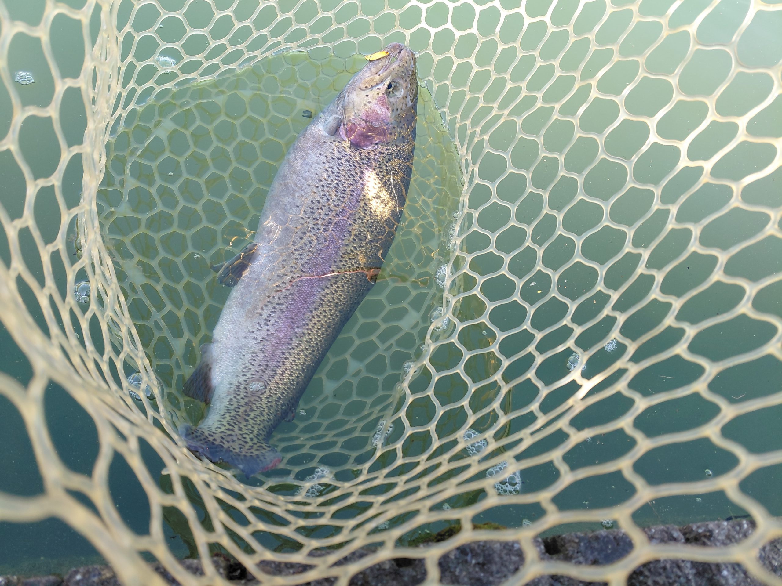 11月15日（土）美祢市　ヘラおじさん