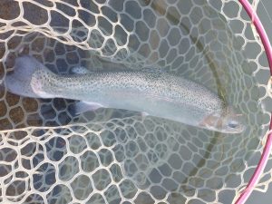 11月16日（日）武蔵野市　武蔵野金魚さん