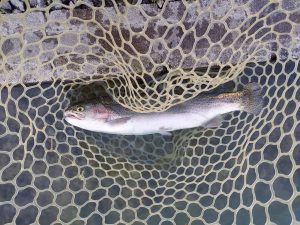 11月16日（日）八王子市　平山さん