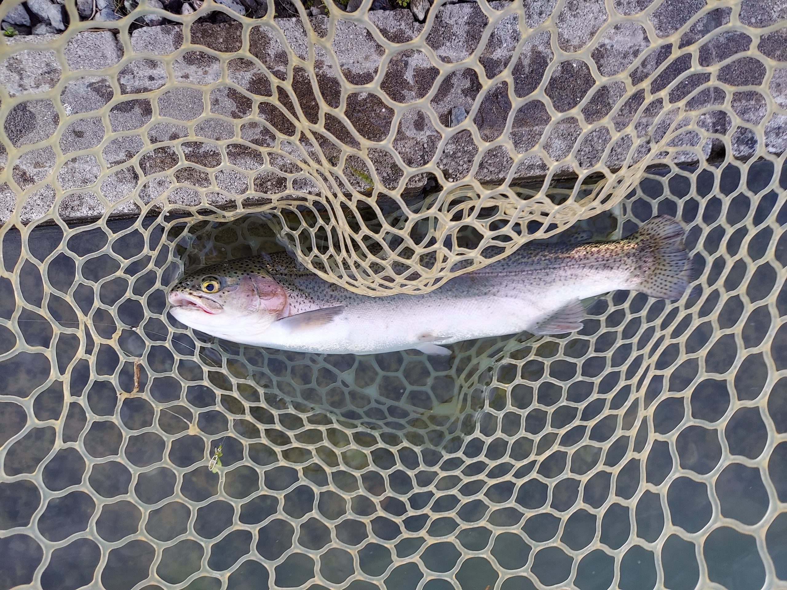 11月16日（日）八王子市　平山祐司　さん