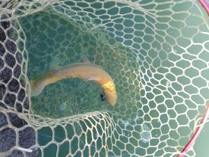 11月21日（金）山口県　美祢市　ヘラおじさん　さん