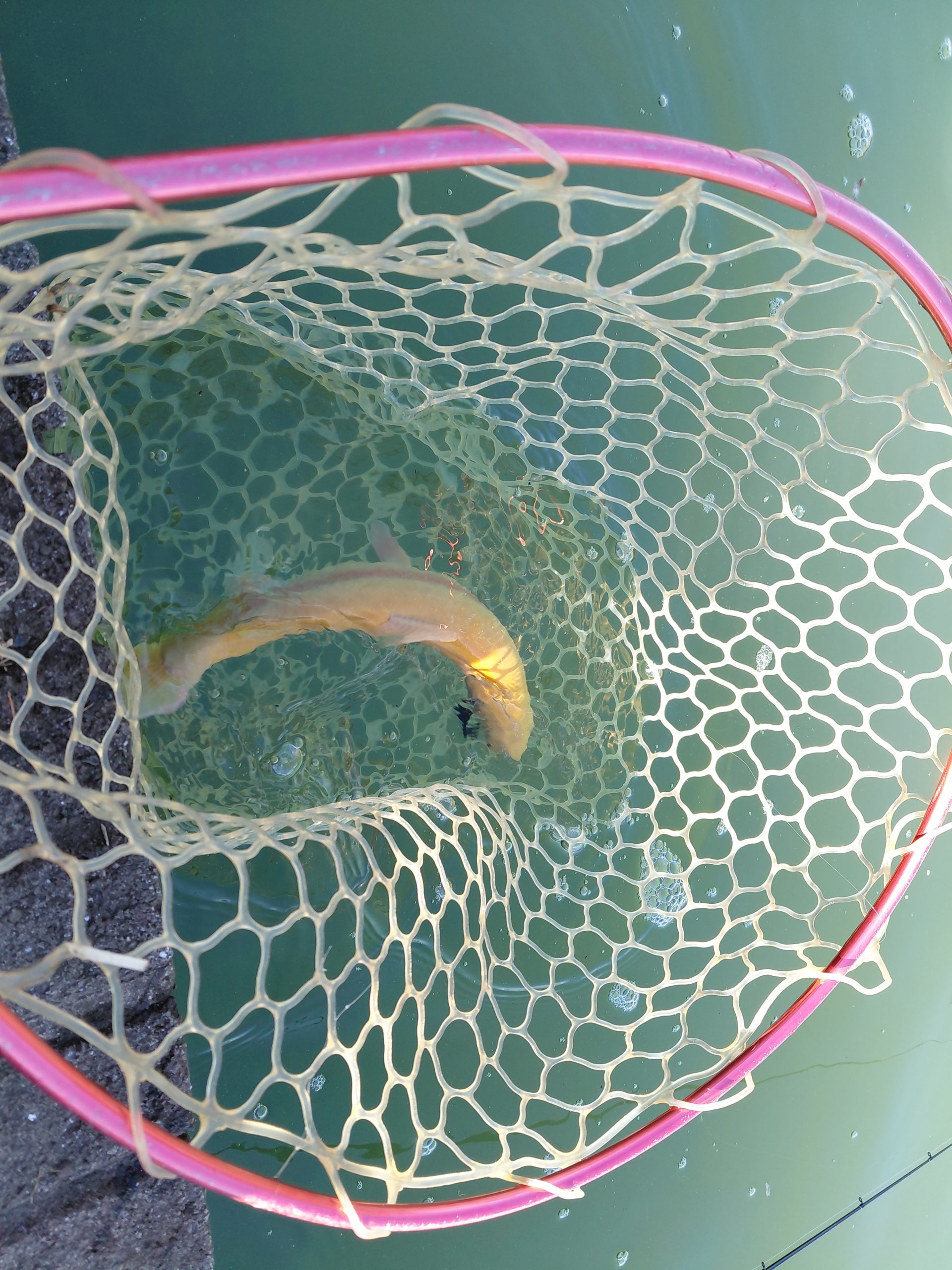 11月21日（金）山口県　美祢市　ヘラおじさん　さん