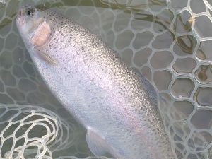 11月23日（日）武蔵野市　武蔵野金魚さん